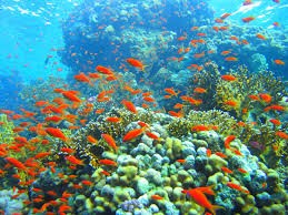 Coral Garden - Diving Phi Phi Island