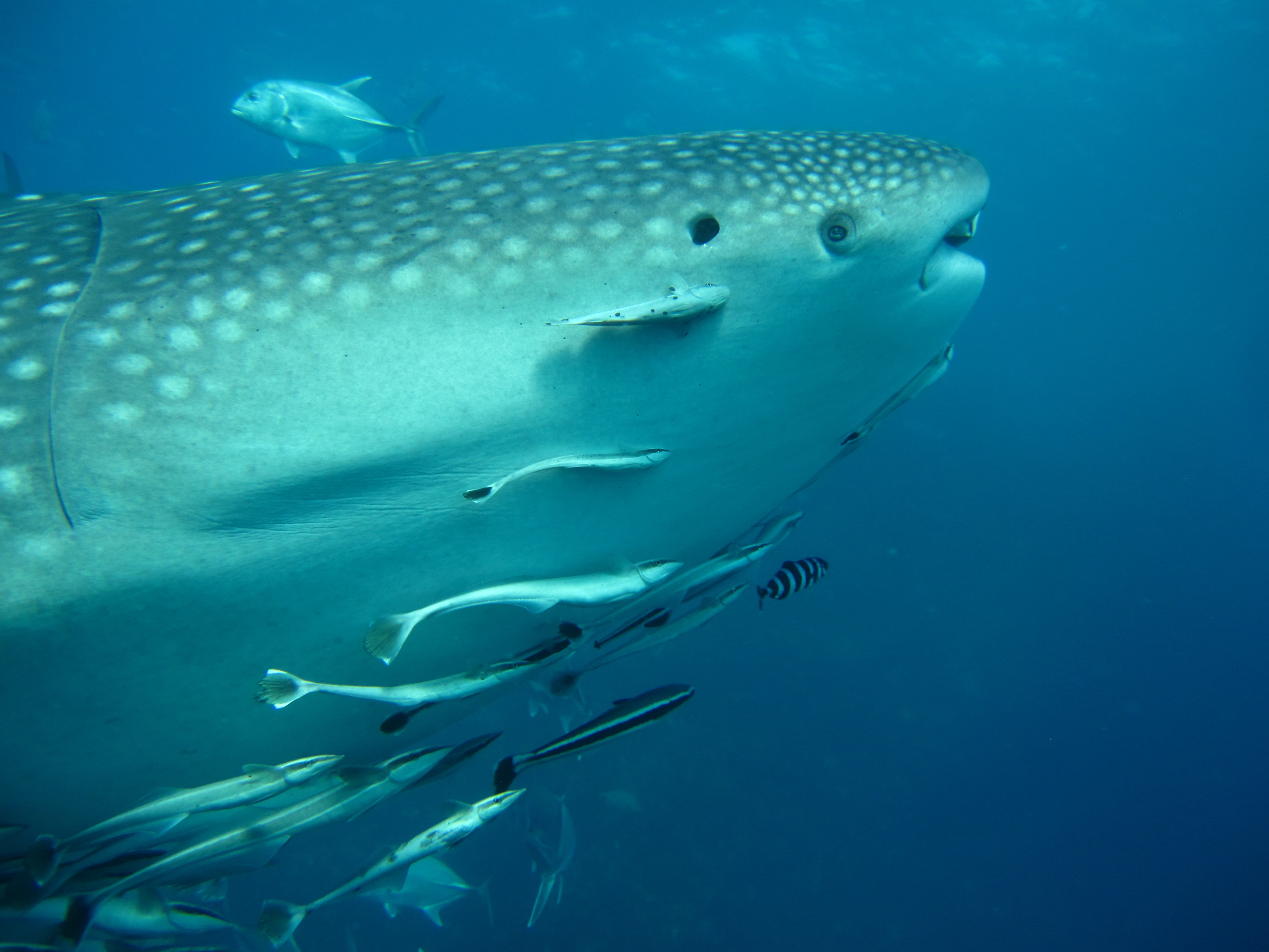 Whale Shark - Eye to Eye