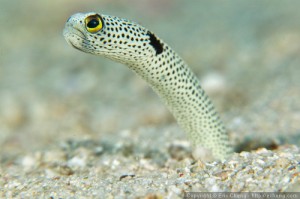 Garden Eels - Close Up