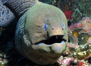 Giant Moray  at Coral Garden while Diving Phi Phi Island