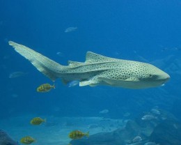 Leopard Shark - Perfect Specimen