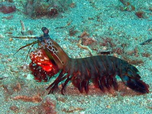 Peacock Mantis Shrimp - Anemone Reef