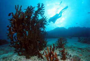Cabbage Coral at Anita's Reef, Similan Islands