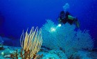 Diver Gorgonia Seawhip
