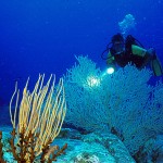 Diver Gorgonia Seawhip