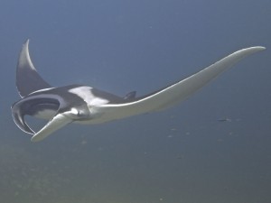 Manta Ray at Black Rock, Burma