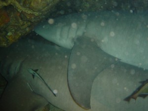 Shark Cave – Three Islets